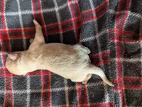 Marshmallow , a female Pugapoo for sale in Sparta, KY – 1 of 1