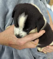 Corrie , a female Border Collie and Puggle for sale in Sparta, KY – 2 of 2