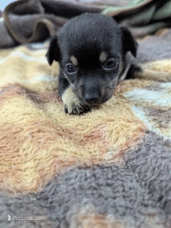 Martin – Chihuahua puppy for sale in Sparta, KY