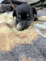 Martin- On Hold , a male Chihuahua for sale in Sparta, KY – 1 of 6