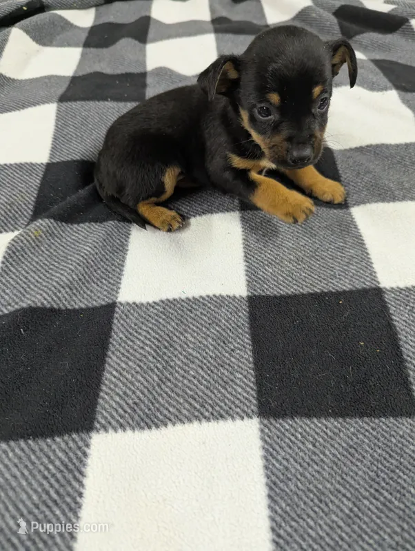 Dexie – Chiweenie puppy for sale in Sparta, KY