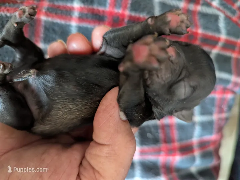 Flicka – Pugapoo puppy for sale in Sparta, KY