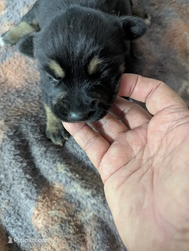 Layla – Australian Cattle Dog, German Shepherd Dog puppy for sale in Sparta, KY
