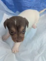 Abby , a female Chiweenie for sale in Sparta, KY – Photo 3 of 3