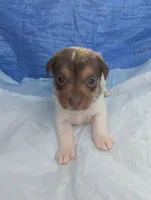 Abby , a female Chiweenie for sale in Sparta, KY – Photo 1 of 3