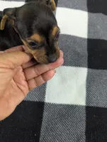 Hayden , a male Chiweenie for sale in Sparta, KY – 2 of 4