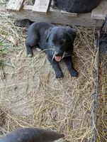 Dexter , a male Australian Shepherd and Labrador Retriever for sale in Sparta, KY – 2 of 3