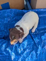 Spirit , a male Chiweenie for sale in Sparta, KY – 2 of 3