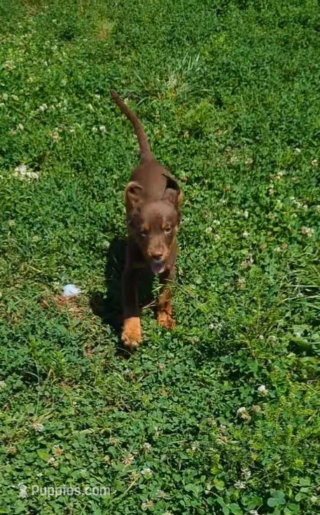 Ace – English Springer Spaniel, German Shepherd Dog puppy for sale in Sparta, KY