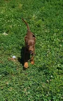 Ace, a male English Springer Spaniel and German Shepherd Dog for sale in Sparta, KY – 1 of 5