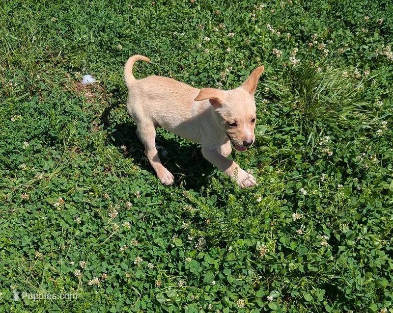 Conrad  – Puggle puppy for sale in Sparta, KY