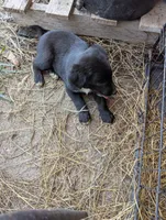 Dexter , a male Australian Shepherd and Labrador Retriever for sale in Sparta, KY – 3 of 3