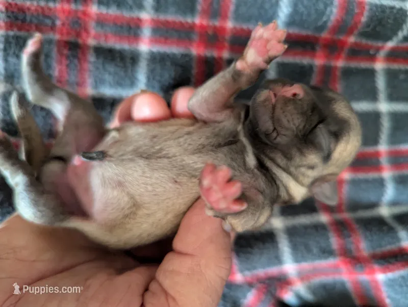 Twist – Pugapoo puppy for sale in Sparta, KY