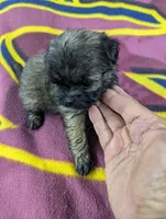Flicka, a female Pugapoo for sale in Sparta, KY – 1 of 8