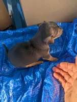 Jax, a male Chiweenie for sale in Sparta, KY – 2 of 2