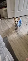 Paloma, a female Chihuahua for sale in San Jose, CA – 4 of 9