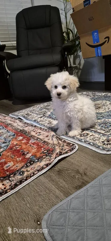 lucas – Poodle - Miniature  puppy for sale in San Jose, CA