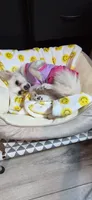 Paloma, a female Chihuahua for sale in San Jose, CA – 5 of 9