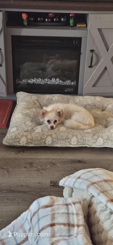 Liz – Maltese puppy for sale in San Jose, CA