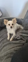 Paloma, a female Chihuahua for sale in San Jose, CA – 2 of 9