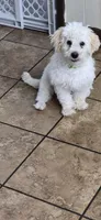 Tomy, a male Maltese and Poodle - Miniature  for sale in San Jose, CA – Photo 2 of 7