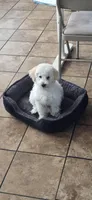 Tomy, a male Maltese and Poodle - Miniature  for sale in San Jose, CA – Photo 5 of 7