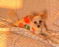Paloma, a female Chihuahua for sale in San Jose, CA – 6 of 9