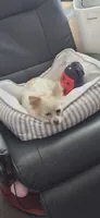 Paloma, a female Chihuahua for sale in San Jose, CA – 7 of 9