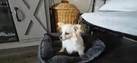 paloma, a female Maltese for sale in San Jose, CA – Photo 1 of 3