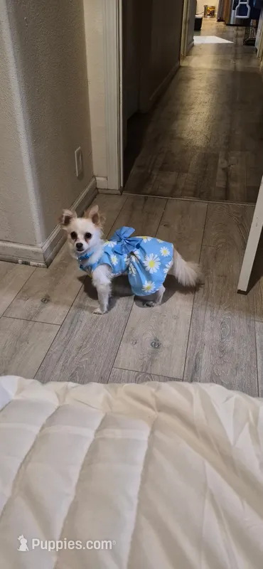 Paloma – Chihuahua puppy for sale in San Jose, CA
