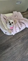 Paloma, a female Chihuahua for sale in San Jose, CA – 8 of 9