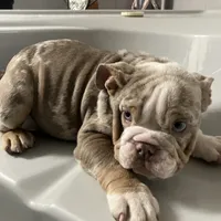 Albert, a male English Bulldog for sale in Saxonburg, PA – Photo 1 of 5