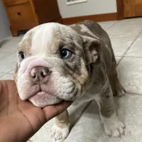 Albert, a male English Bulldog for sale in Saxonburg, PA – Photo 5 of 5