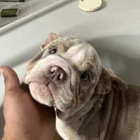 Albert, a male English Bulldog for sale in Saxonburg, PA – Photo 3 of 5