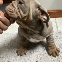 Boppy Jr, a male English Bulldog for sale in Saxonburg, PA – Photo 4 of 5