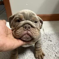 Boppy Jr, a male English Bulldog for sale in Saxonburg, PA – Photo 3 of 5