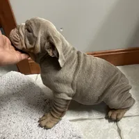 Boppy Jr, a male English Bulldog for sale in Saxonburg, PA – Photo 5 of 5