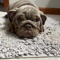 Boppy Jr, a male English Bulldog for sale in Saxonburg, PA – Photo 2 of 5