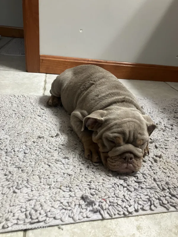 Boppy Jr – English Bulldog puppy for sale in Saxonburg, PA