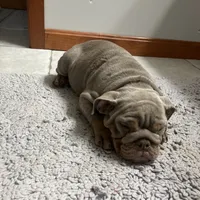 Boppy Jr, a male English Bulldog for sale in Saxonburg, PA – Photo 1 of 5