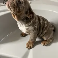 Aldo, a male English Bulldog for sale in Saxonburg, PA – Photo 2 of 5