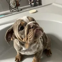 Aldo, a male English Bulldog for sale in Saxonburg, PA – Photo 3 of 5