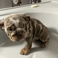 Aldo, a male English Bulldog for sale in Saxonburg, PA – Photo 5 of 5