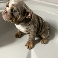 Aldo, a male English Bulldog for sale in Saxonburg, PA – Photo 1 of 5