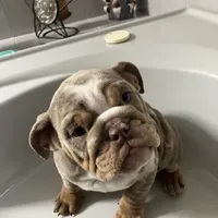 Aldo, a male English Bulldog for sale in Saxonburg, PA – Photo 4 of 5