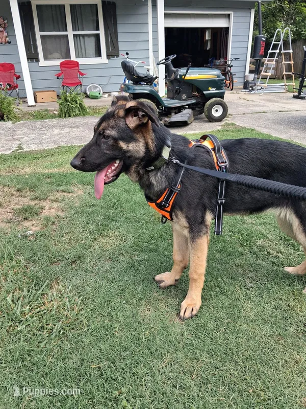 GERMAN SHEPHERD PUPPY – German Shepherd Dog puppy for sale in Powder Springs, GA
