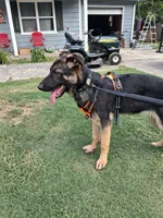 GERMAN SHEPHERD PUPPY, a female German Shepherd Dog for sale in Powder Springs, GA – 1 of 3