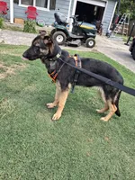 GERMAN SHEPHERD PUPPY, a female German Shepherd Dog for sale in Powder Springs, GA – 2 of 3