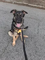 GERMAN SHEPHERD PUPPY, a female German Shepherd Dog for sale in Powder Springs, GA – 3 of 3