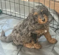Mousse, a male Miniature Bernedoodle for sale in Grand Rapids, MI – 3 of 5
